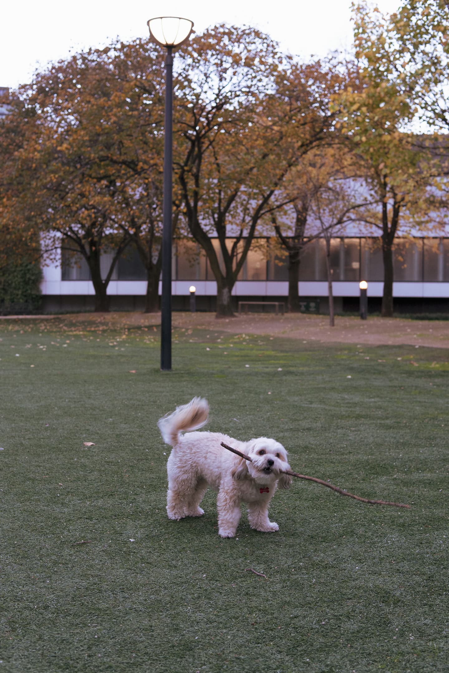 A fluffy white dog holding a stick in its mouth stands on a grassy field with autumn trees and a lamppost in the background