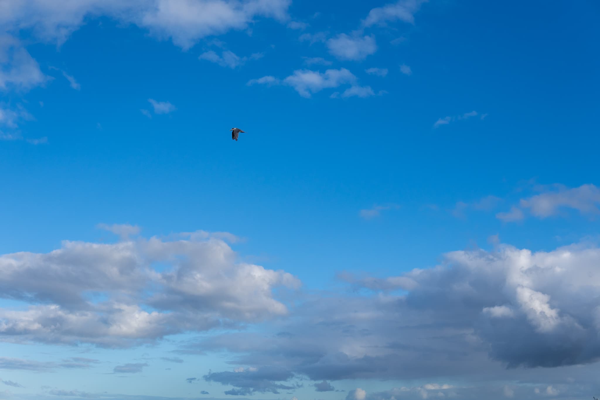 A clear blue sky with scattered clouds and a small bird flying high