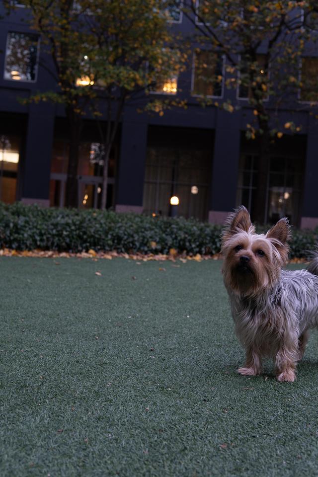 A small Yorkshire Terrier stands on a green artificial turf with a building and trees in the background during dusk or early evening